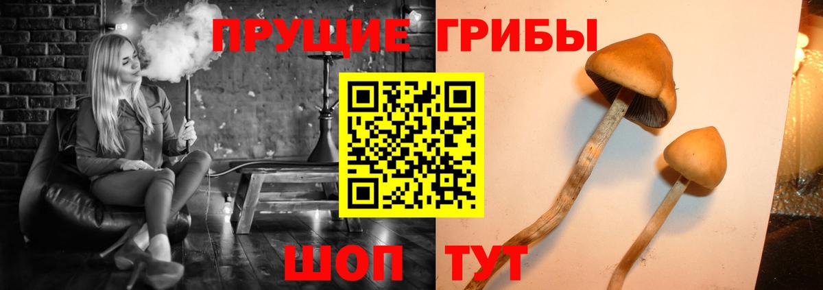 Камышлов  Галлюциногенные грибы мухоморы  Вход с VPN 